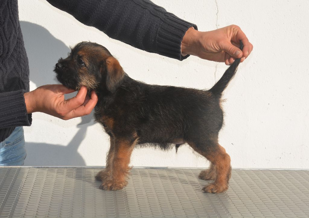 D'imyrrha - Chiot disponible  - Border Terrier