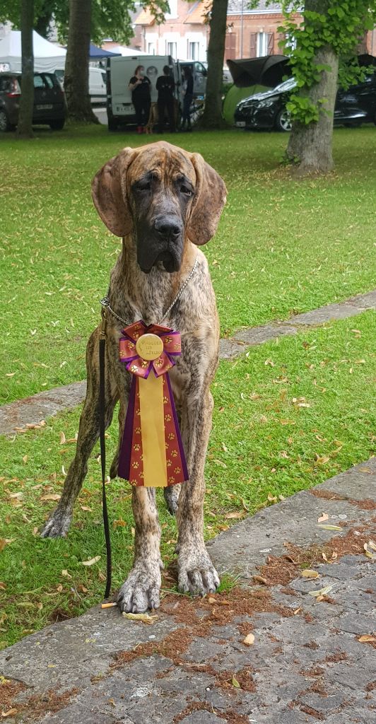 D'imyrrha - Résultat Régionale d'élevage Arvillers 