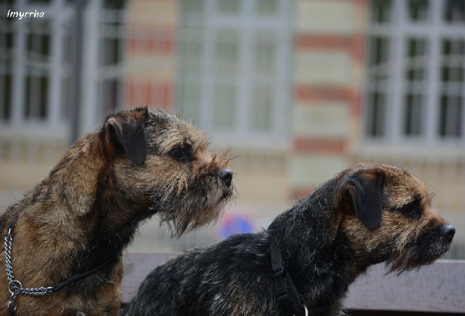 D'imyrrha - 27 Th Special Terrier Show Terrier Luxembourg 25 avril 2016