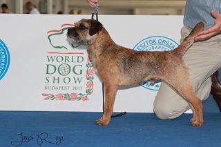 D'imyrrha - Budapest World dog Show 2013