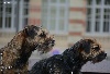  - 27 Th Special Terrier Show Terrier Luxembourg 25 avril 2016