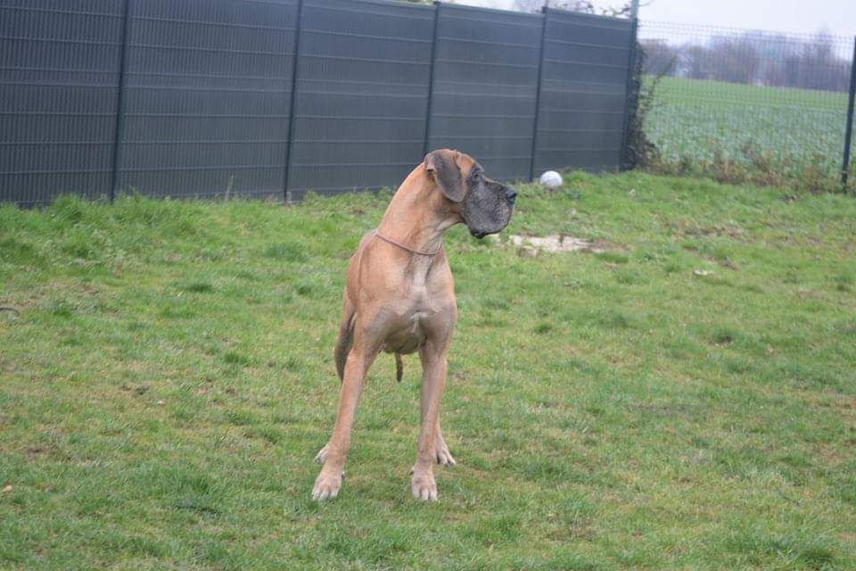 D'imyrrha - Litter great  Dane