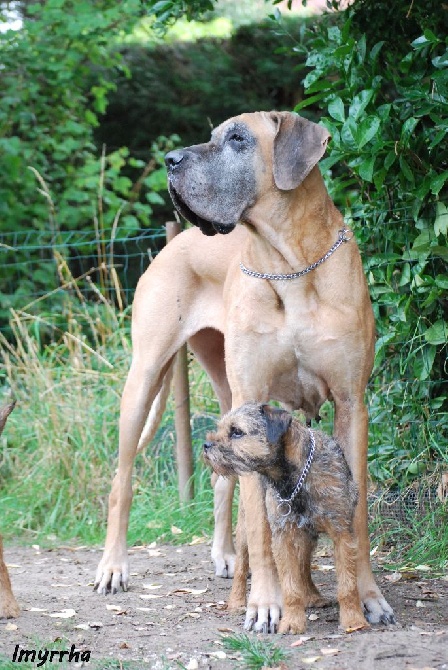 D'imyrrha - Iaguel 5 ans 8 mois & Giumy 