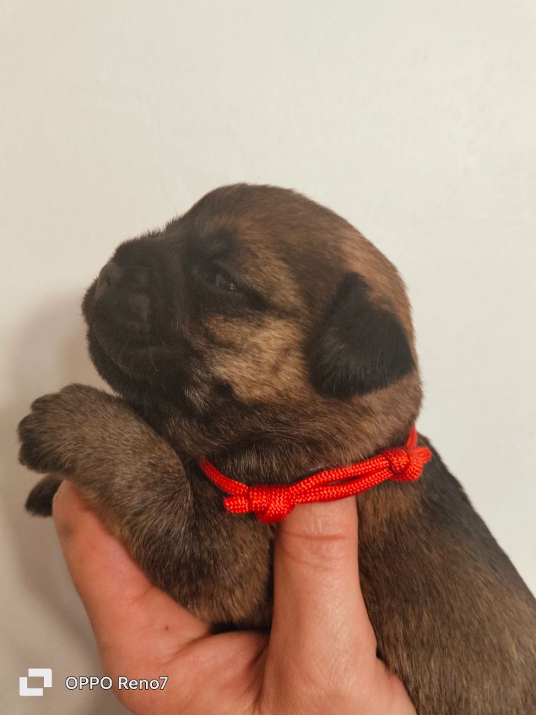 D'imyrrha - Chiot disponible  - Border Terrier