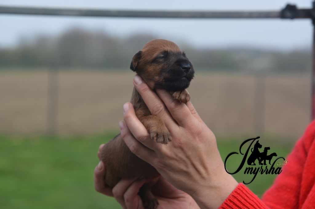 D'imyrrha - Chiot disponible  - Irish Terrier