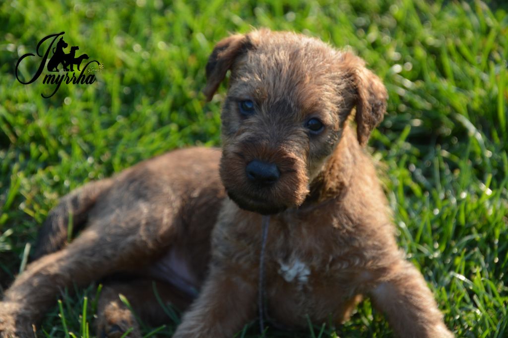 D'imyrrha - Chiot disponible  - Irish Terrier