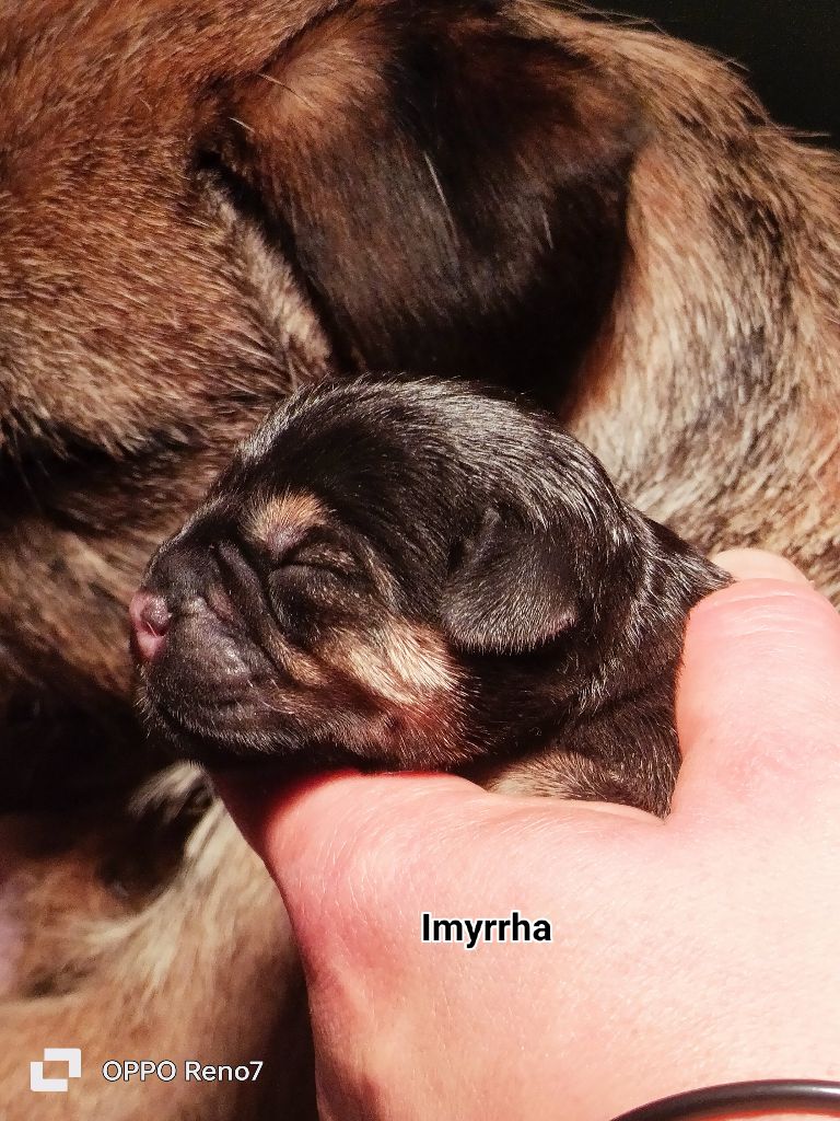 D'imyrrha - Chiot disponible  - Border Terrier