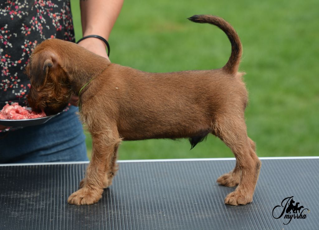 D'imyrrha - Chiot disponible  - Irish Terrier