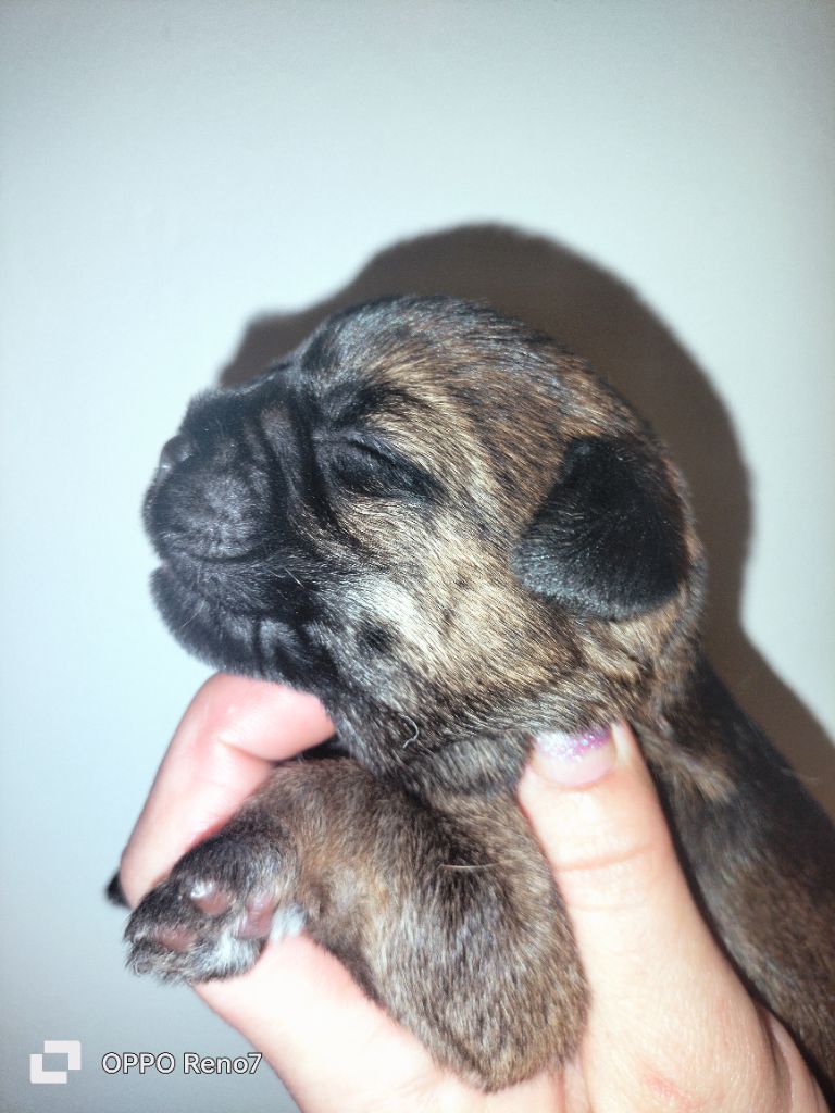 D'imyrrha - Chiot disponible  - Border Terrier