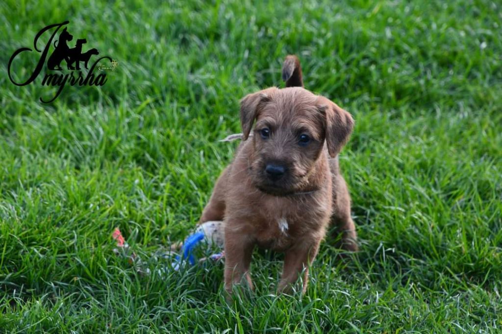 D'imyrrha - Chiot disponible  - Irish Terrier