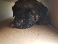 D'imyrrha - Border Terrier - Portée née le 17/06/2018