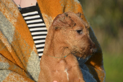 D'imyrrha - Irish Terrier - Portée née le 15/08/2024