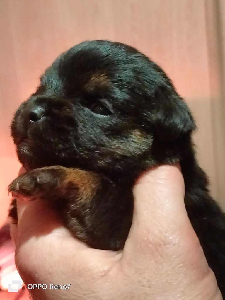 D'imyrrha - Chiot disponible  - Border Terrier