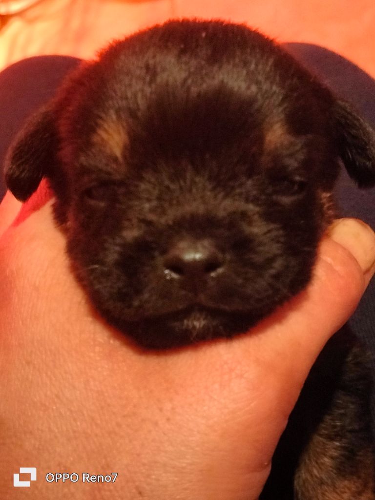 D'imyrrha - Chiot disponible  - Border Terrier