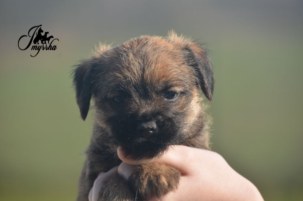 D'imyrrha - Chiot disponible  - Border Terrier