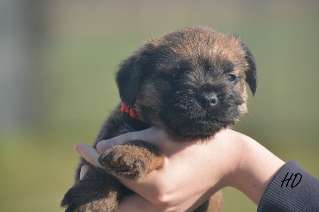 D'imyrrha - Chiot disponible  - Border Terrier