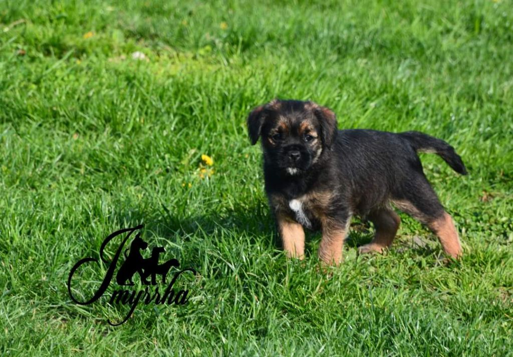 D'imyrrha - Chiot disponible  - Border Terrier
