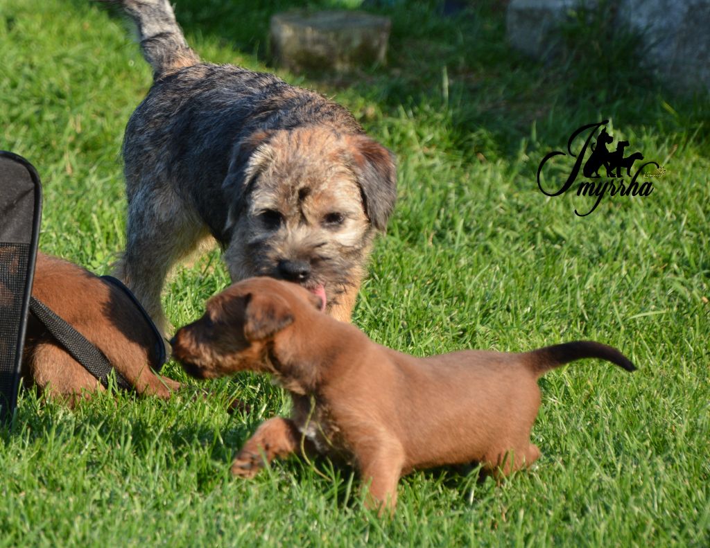 D'imyrrha - Chiot disponible  - Border Terrier