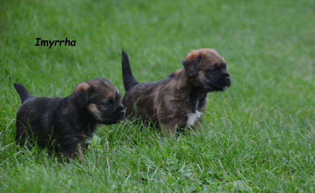 D'imyrrha - Les bébés ont 1 mois