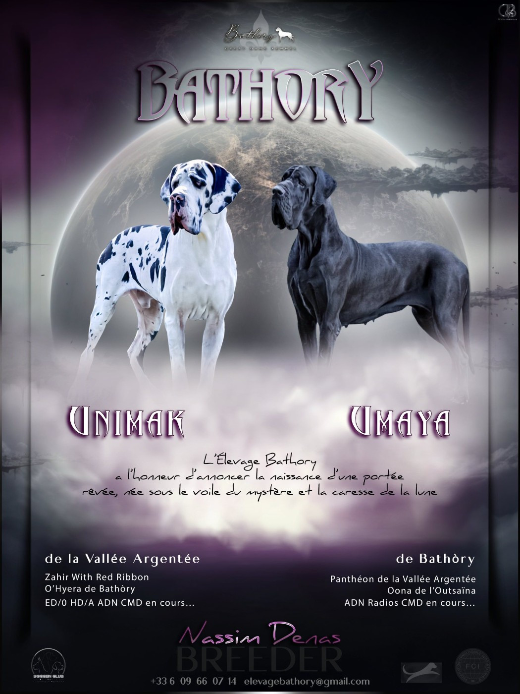 Des bébés noirs arlequins gris bigarré sont dispobibles à l'élevage de Bathory