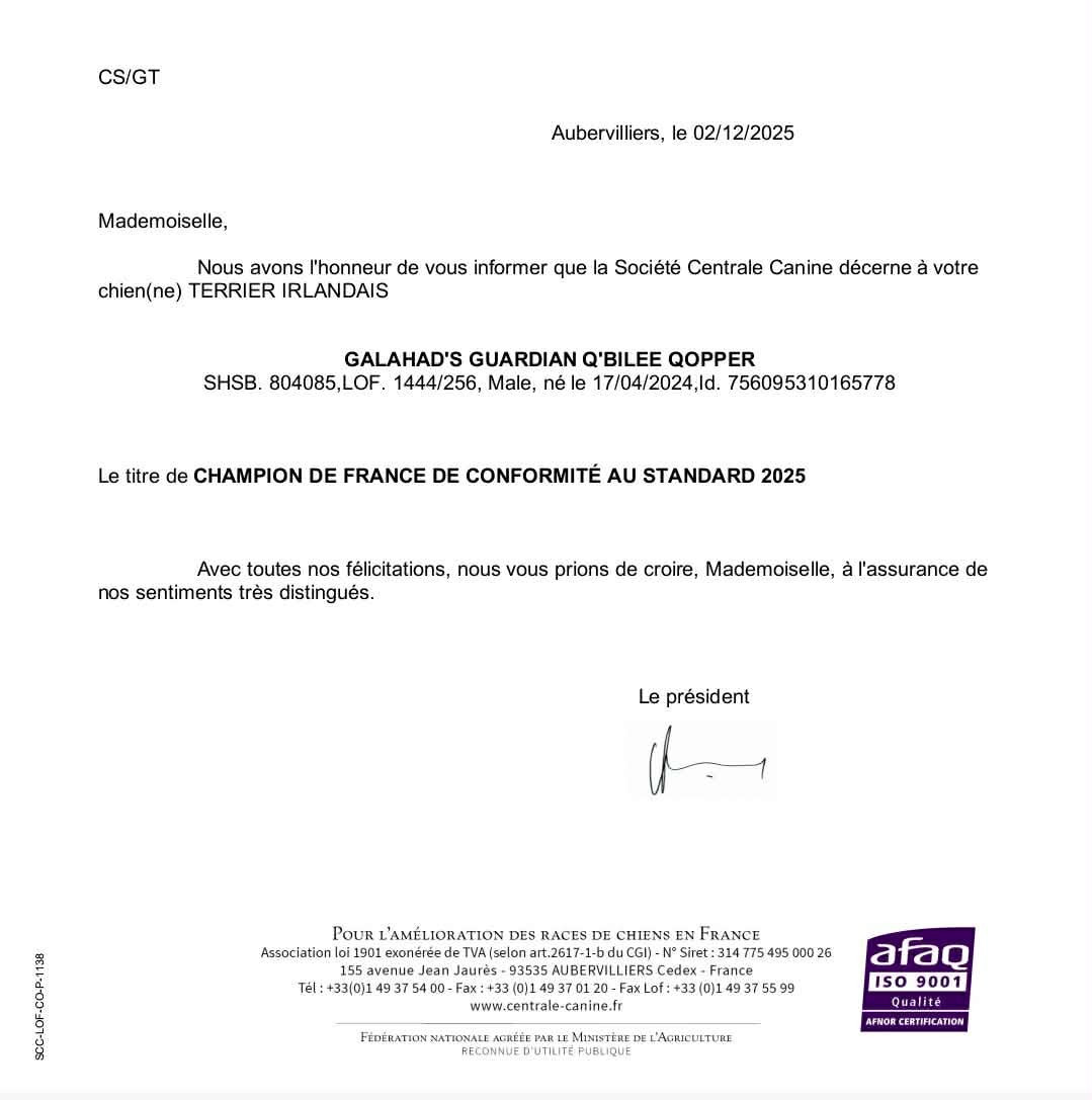 D'imyrrha - CH DE FRANCE Galahad's Guardian Q'bilee Qopper ( import Suisse )