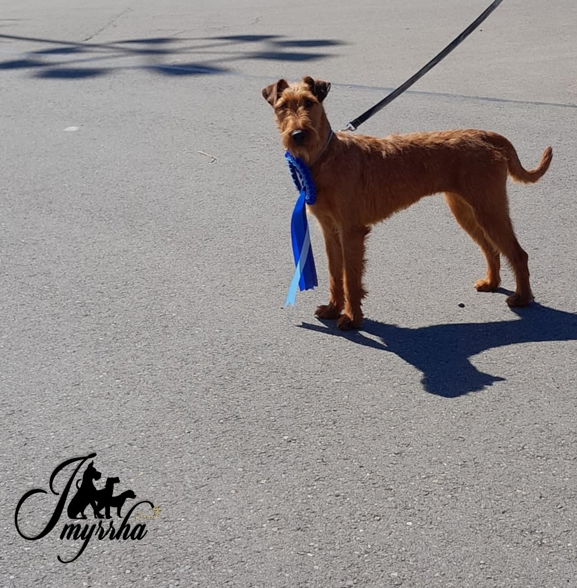 D'imyrrha - Notre production rayonne en concours