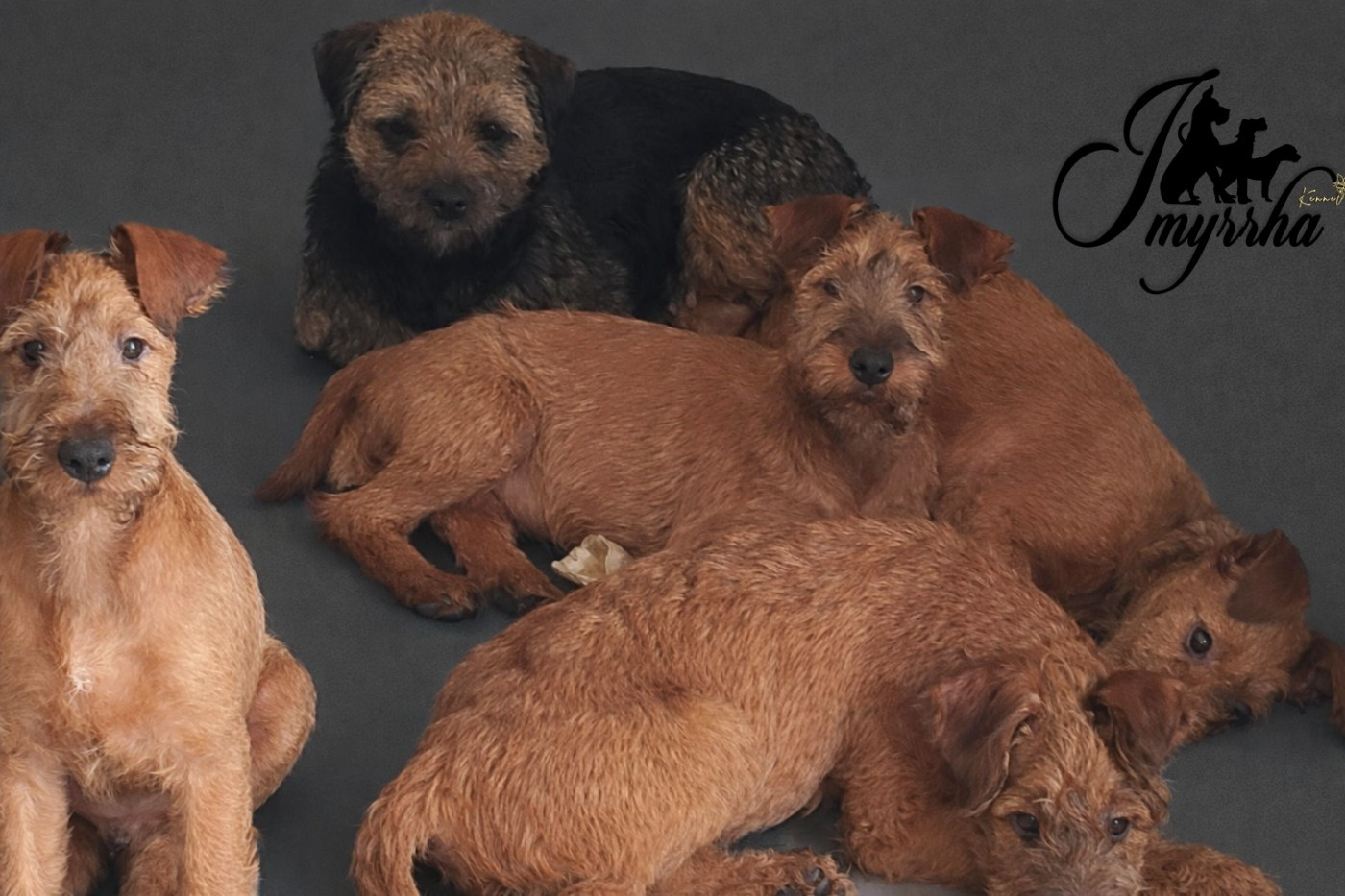 Une de nos femelles recherche une famille pour la vie