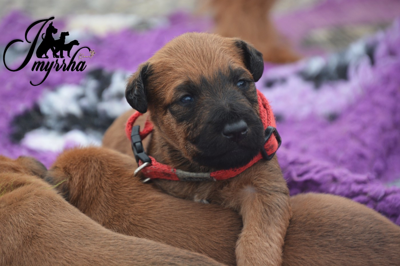 Nos petit Irish terrier grandissent