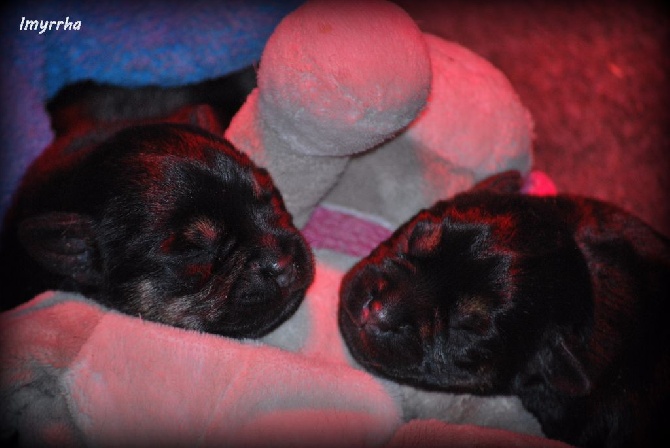 D'imyrrha - Litter M BLue Blue & Giumy