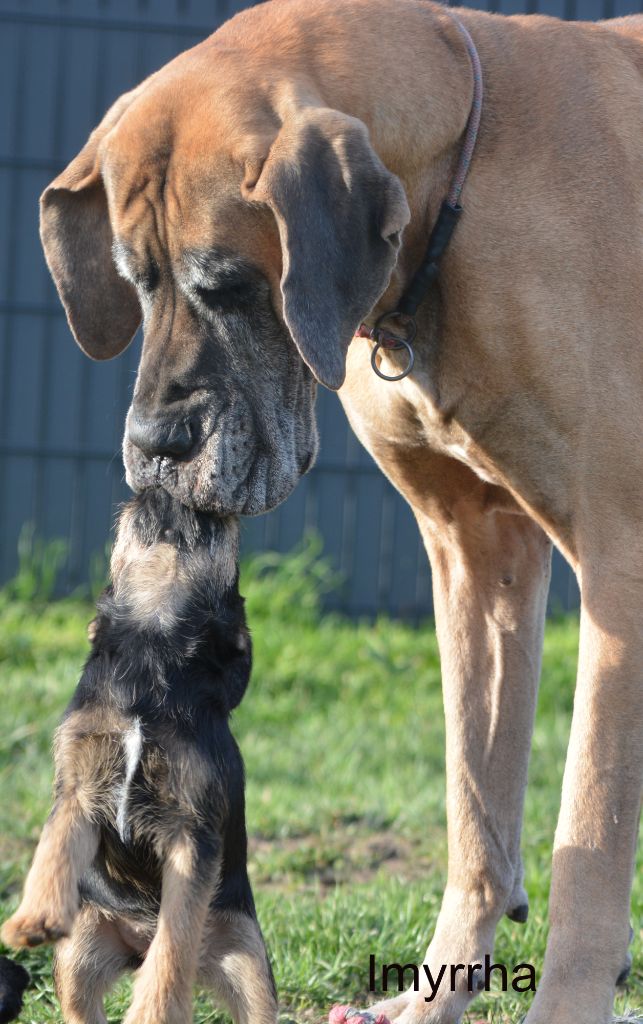 D'imyrrha - Notre doyenne Piccoli en Dogue avec les bébés