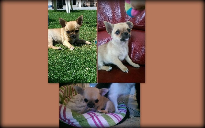 D'imyrrha - des bébés Chihuahuas Disponibles LOF