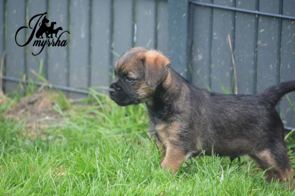 D'imyrrha - Nos bébés grandissent 6 weeks
