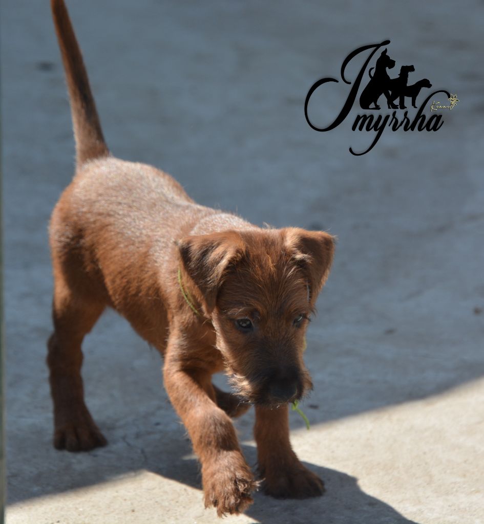 D'imyrrha - Chiots disponibles - Irish Terrier