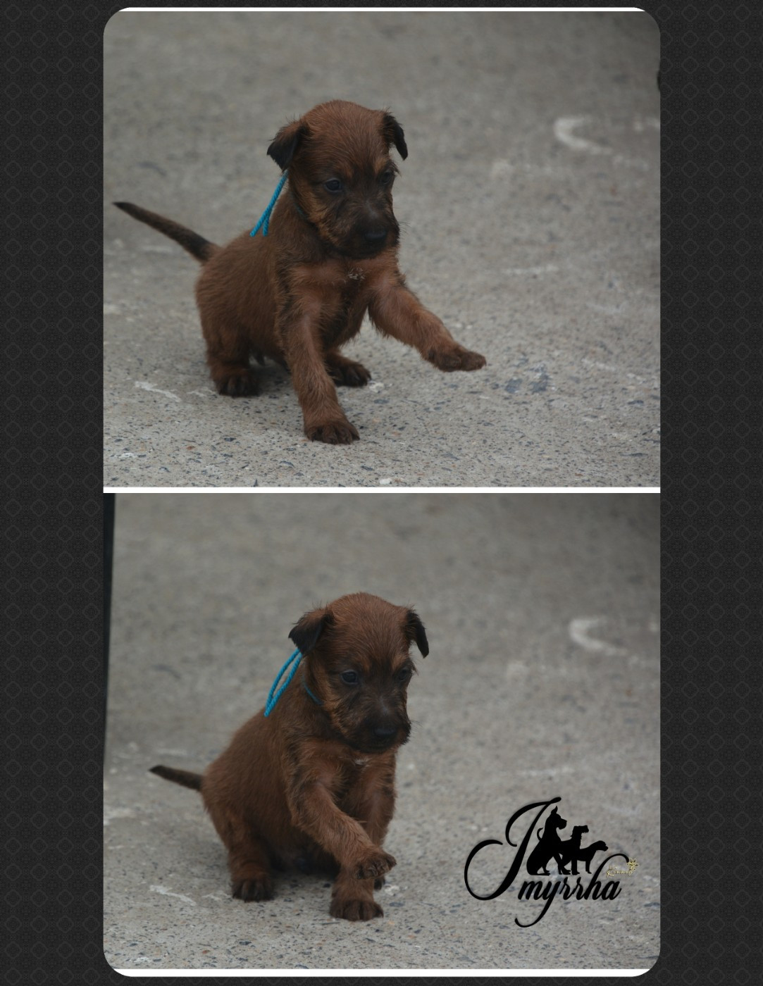 D'imyrrha - Chiots disponibles - Irish Terrier
