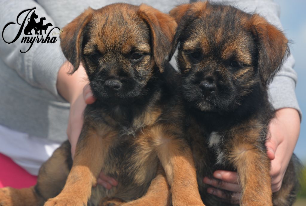 D'imyrrha - Border Terrier - Portée née le 21/02/2024