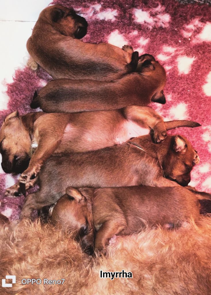 D'imyrrha - Irish Terrier - Portée née le 04/03/2024