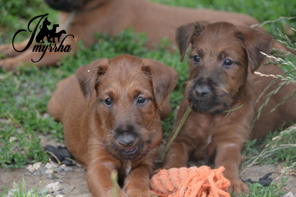 D'imyrrha - Chiots disponibles - Irish Terrier