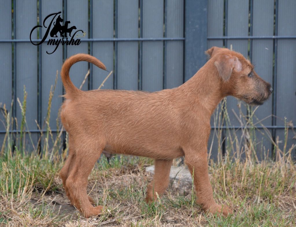 D'imyrrha - Chiots disponibles - Irish Terrier