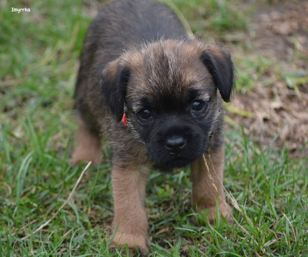 CHIOT