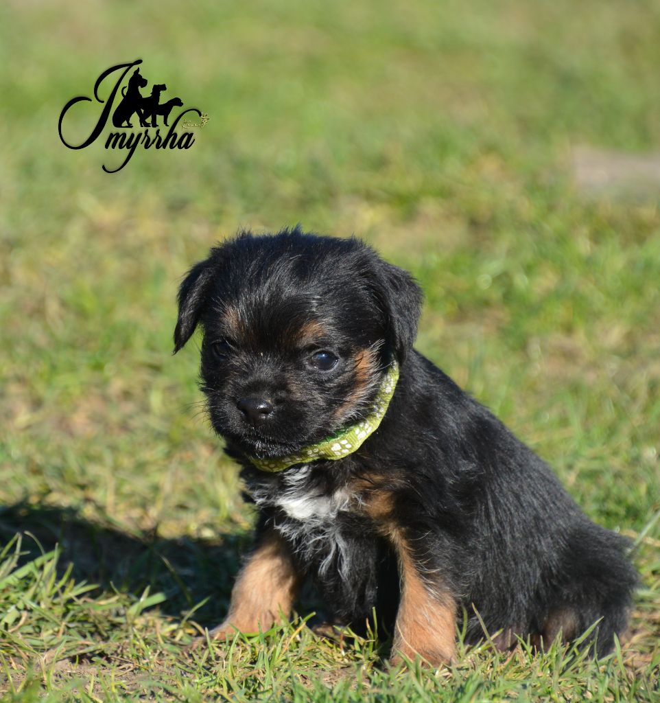 D'imyrrha - Chiots disponibles - Border Terrier