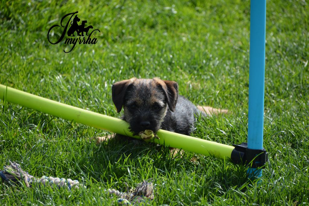 D'imyrrha - Border Terrier - Portée née le 20/05/2024