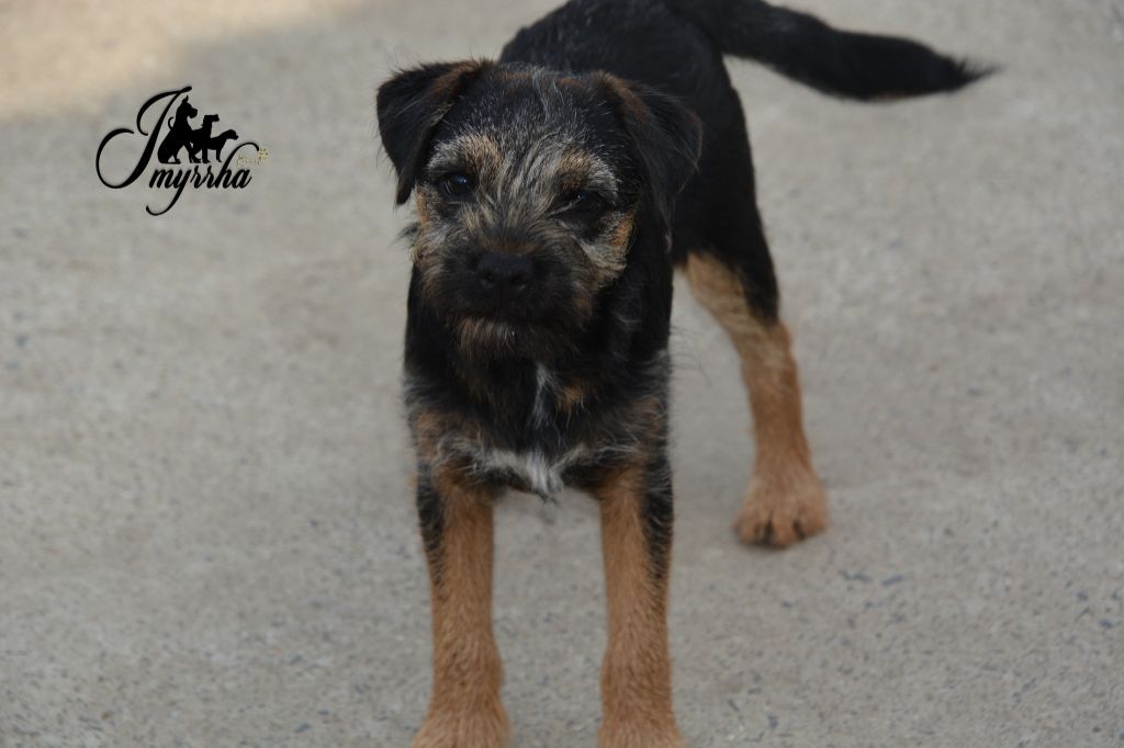 D'imyrrha - Chiots disponibles - Border Terrier