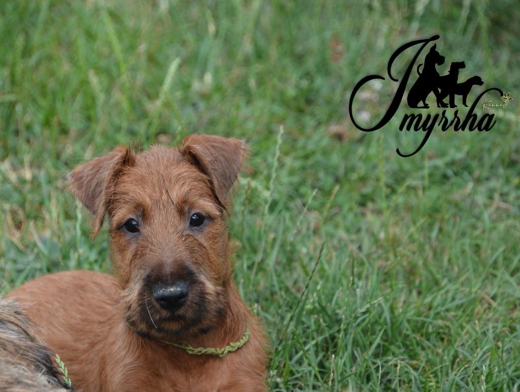 D'imyrrha - Chiots disponibles - Irish Terrier