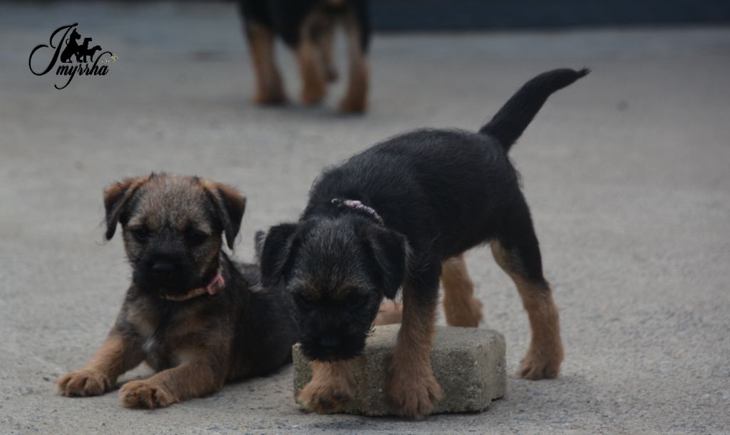 D'imyrrha - Border Terrier - Portée née le 17/05/2025