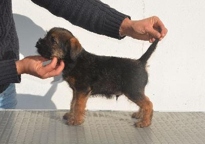 CHIOT 1