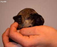 CHIOT