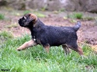 CHIOT