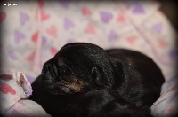 CHIOT
