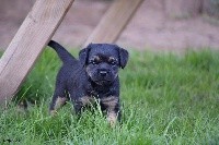 CHIOT