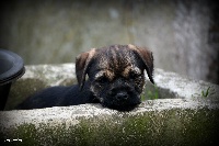CHIOT